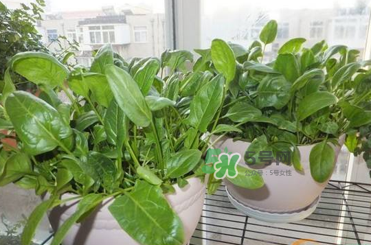 八月份可以種菠菜嗎？波菜8月中旬種可以嗎？