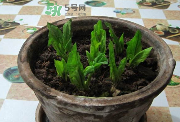 八月份可以種菠菜嗎？波菜8月中旬種可以嗎？