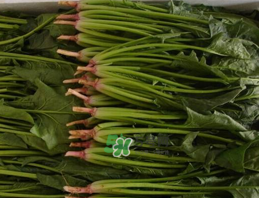 八月份可以種菠菜嗎？波菜8月中旬種可以嗎？