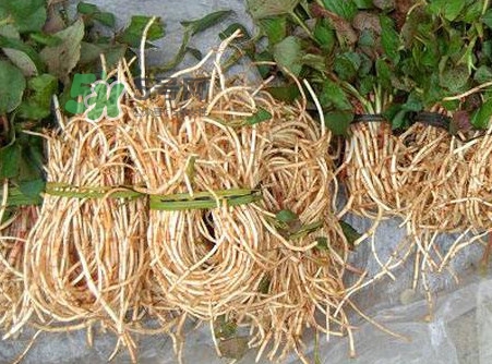 魚腥草有毒嗎？魚腥草有副作用嗎