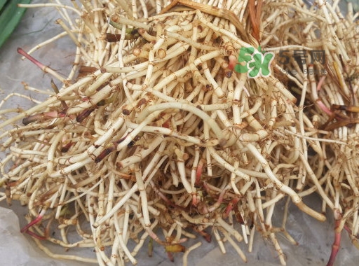 魚(yú)腥草用開(kāi)水泡可以嗎？魚(yú)腥草用量多少克？