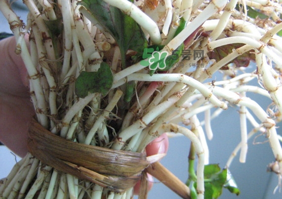 魚腥草干的好還是新鮮的好？干的魚腥草怎么吃最好