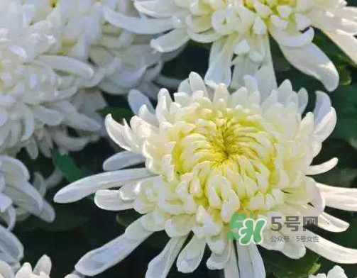 八月份能扦插菊花嗎？菊花可以8月份扦插嗎？