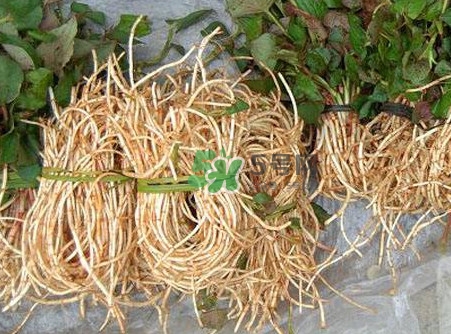 魚腥草什么季節(jié)有？魚腥草什么時(shí)候采摘最好