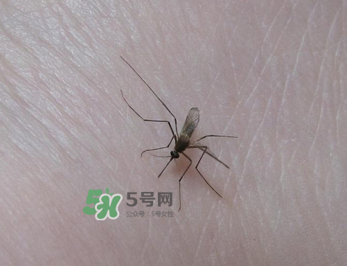 九月份還有蚊子嗎？9月份還有蚊子嗎？
