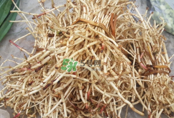 折耳根是什么？折耳根是哪里的特產(chǎn)？