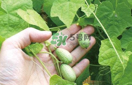 拇指西瓜什么時(shí)候種植最好？拇指西瓜哪里可以買(mǎi)到