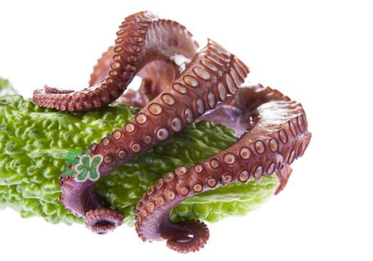 八爪魚什么季節(jié)最好吃？八爪魚什么時候有籽？
