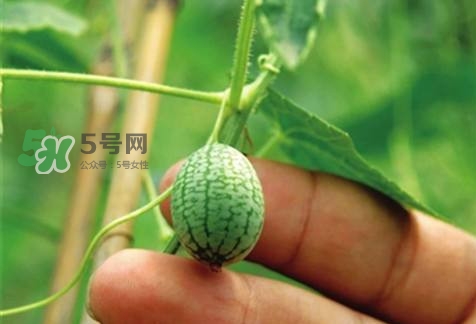 世界上最小西瓜來了 世界上最小西瓜怎么吃？