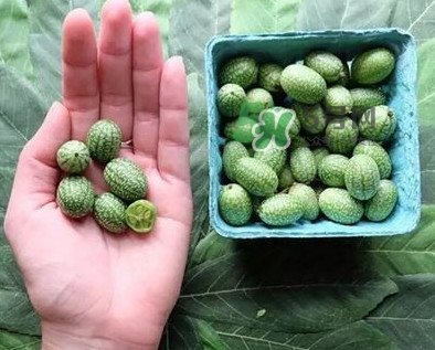 世界上最小西瓜是拇指西瓜嗎？世界上最小西瓜帶皮吃嗎
