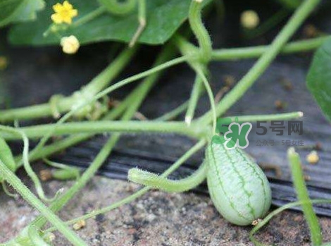 拇指西瓜什么時(shí)候種植最好？拇指西瓜哪里可以買(mǎi)到