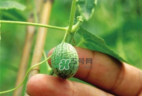 拇指西瓜怎么種？拇指西瓜為什么那么小