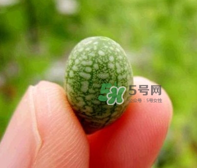 拇指西瓜什么時候上市？拇指西瓜什么時候成熟