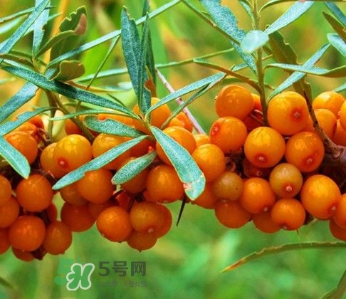 沙棘怎么吃？沙棘果的食用禁忌