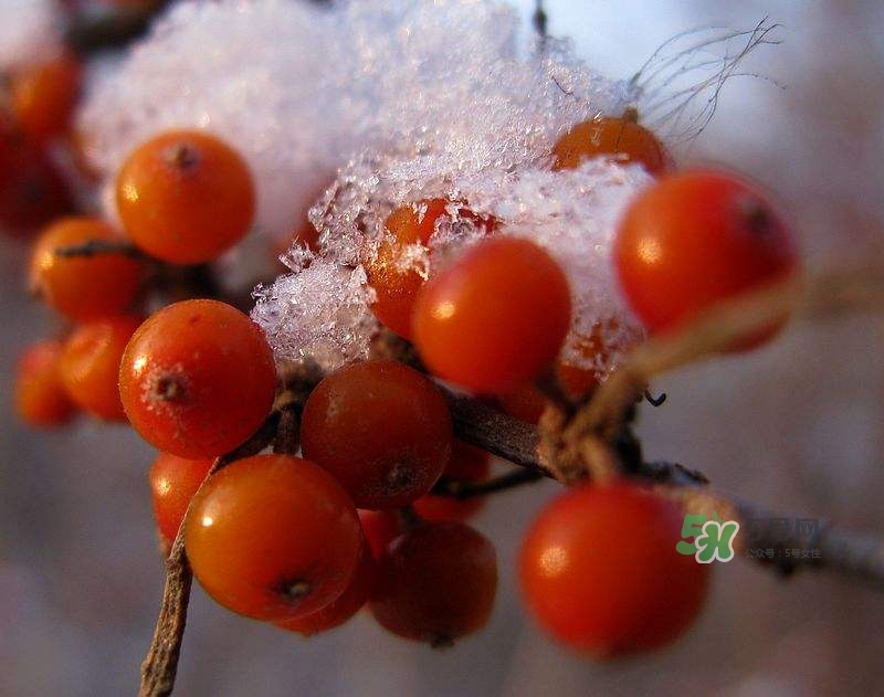 沙棘怎么吃？沙棘果的食用禁忌