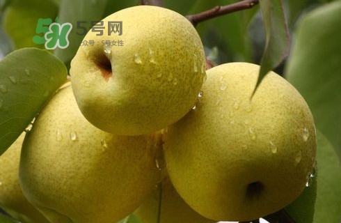 梨子多少錢一斤？皇冠梨多少錢一斤？