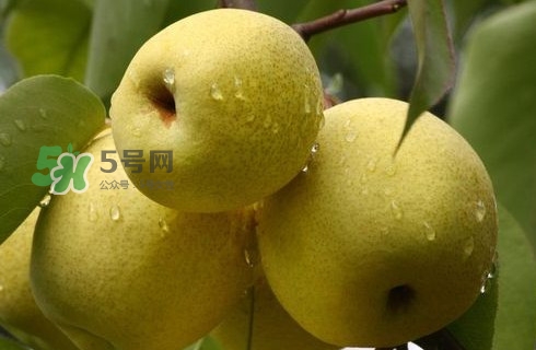 梨子有公母之分嗎？梨子怎么分辨公母