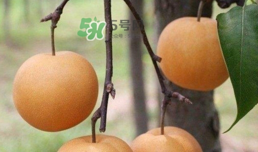 梨子是發(fā)物嗎？梨子是不是不能分著吃