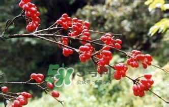 怎么看男人腎好不好？男人腎虛吃什么調(diào)理？