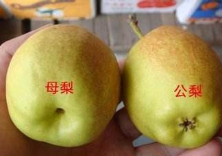 梨子有公母之分嗎？梨子怎么分辨公母