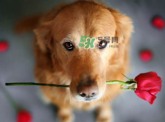 七夕可以提前送花嗎？七夕節(jié)提前幾天送花好？