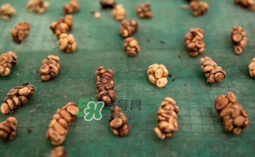 貓屎咖啡是怎么來的？貓屎咖啡的由來