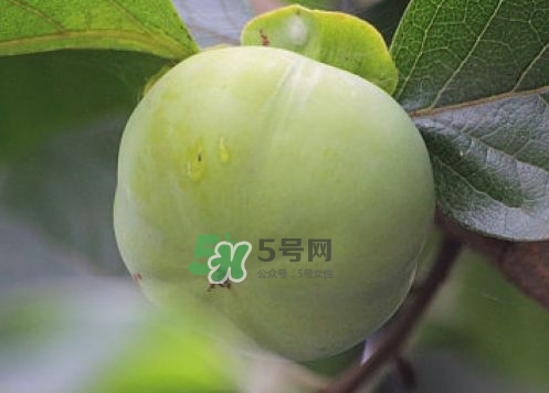 柿子葉能降血糖嗎？青柿子的功效與作用