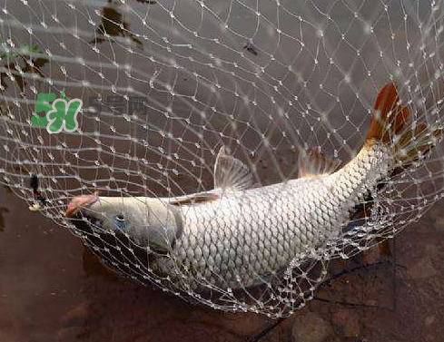 八月份釣魚用什么料好？八月份釣什么魚？