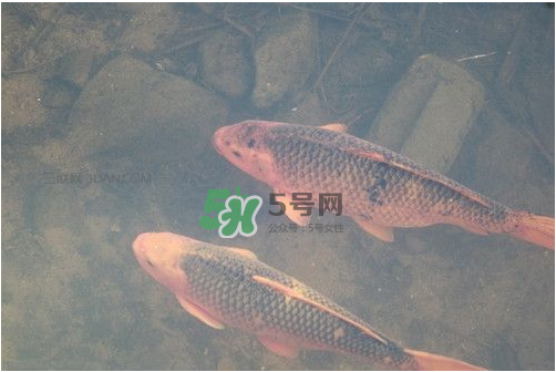 八月份釣魚用什么料好？八月份釣什么魚？