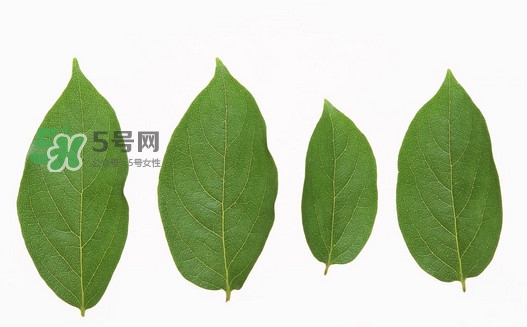 柿子葉能治胃病嗎？柿子葉什么時候采最好