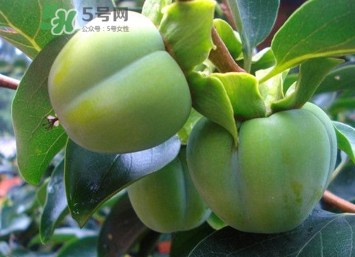 柿子葉能降血糖嗎？青柿子的功效與作用
