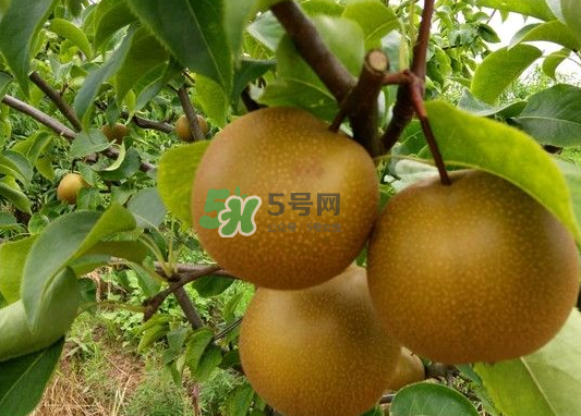 豐水梨產(chǎn)地在哪里？豐水梨是哪里產(chǎn)的？
