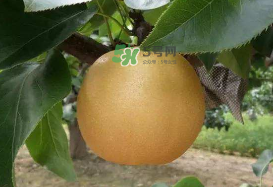豐水梨什么時候上市？豐水梨幾月份成熟？