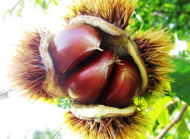板栗能補(bǔ)腎嗎？板栗補(bǔ)腎陰還是腎陽？