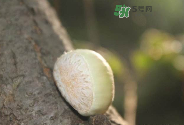 嫩板栗怎么保存？嫩板栗保存方法
