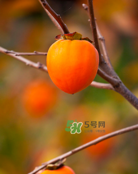 脆柿子好吃還是軟柿子好吃？脆柿子和軟柿子哪個(gè)好吃？