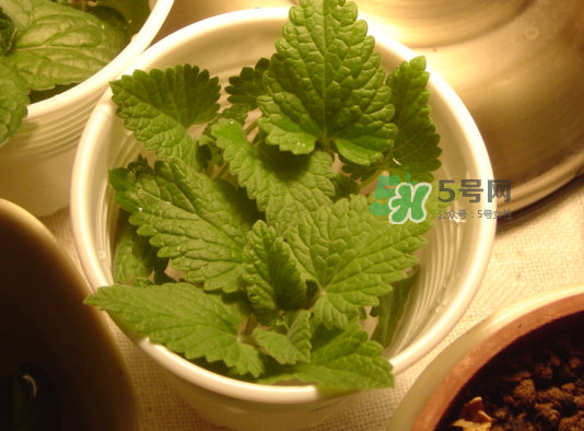 貓薄荷人能吃嗎？貓薄荷能吃嗎？
