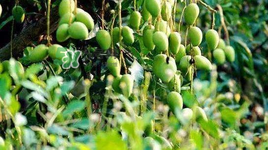 孕晚期能吃芒果嗎？孕晚期吃了很多芒果對(duì)胎兒好嗎？