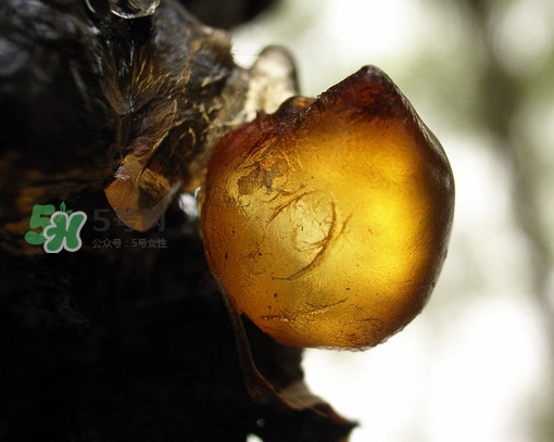 桃膠什么顏色的好？桃膠顏色深色好還是淺色好