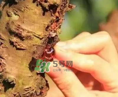 桃膠是桃樹上的膠嗎？桃膠是什么味道