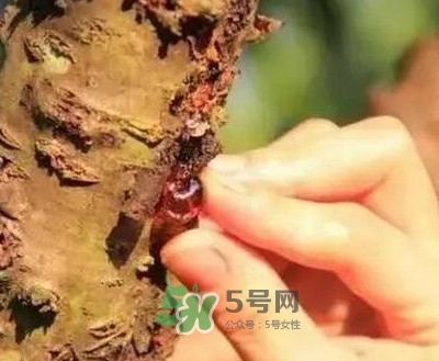 桃膠適合什么人吃？吃桃膠會上火嗎？