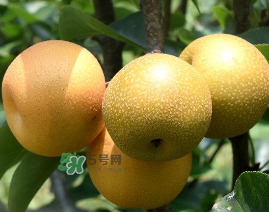豐水梨和雪梨哪個好？豐水梨和雪梨的區(qū)別