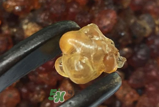 桃膠幾月份可以采摘？桃膠幾歲小孩能吃