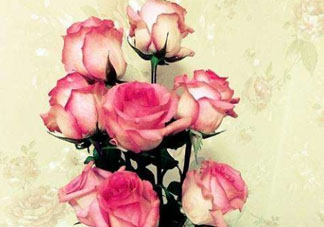 roseonly怎么讀？roseonly怎么讀在線讀？