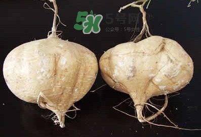 涼薯是什么東西？涼薯是地瓜嗎？