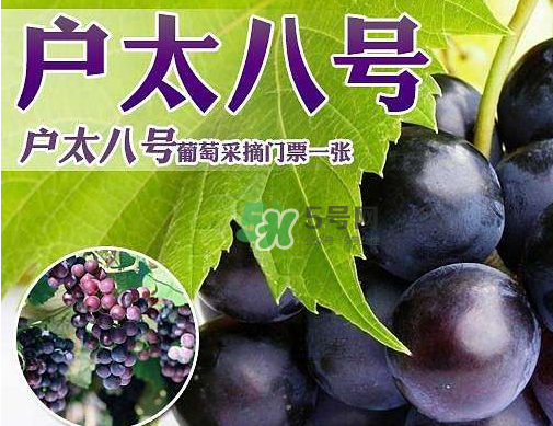 戶太八號(hào)多少錢一斤？戶太八號(hào)為什么在全國(guó)很有名？