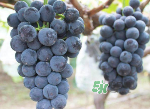 戶太八號和巨峰哪個(gè)好？戶太八號和巨峰的區(qū)別