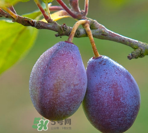 吃西梅上火嗎？新鮮西梅怎么吃