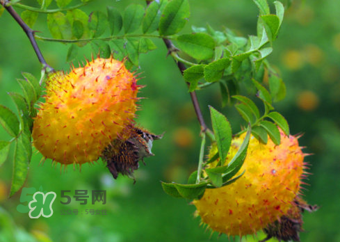 刺梨怎么吃？刺梨正確吃法