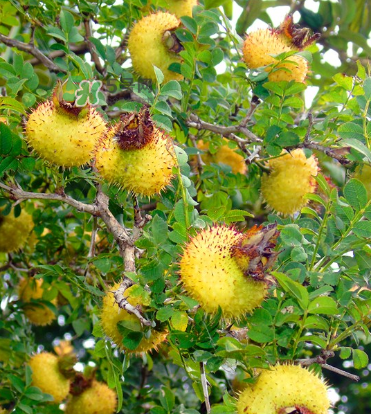 刺梨泡茶能經(jīng)常喝嗎？刺梨泡水喝禁忌多